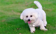 比熊犬优缺点，全面解析！