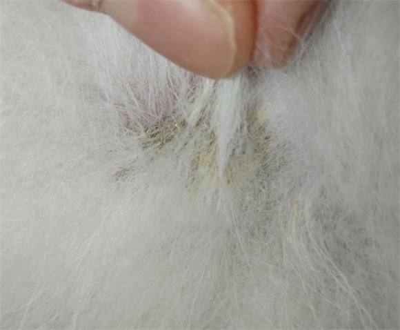 宠物狗身上有黑色的痂 宠物狗身上有黑色的痂