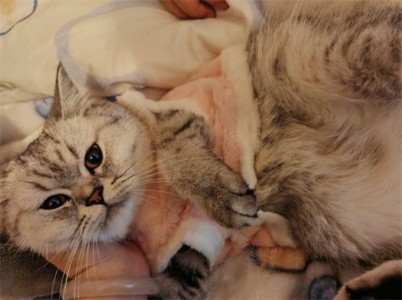 宠物猫踩奶发出咕噜声是什么意思