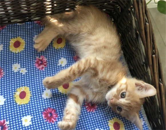 宠物猫踩奶的时候为什么会总叫 宠物猫踩奶的时候为什么会总叫