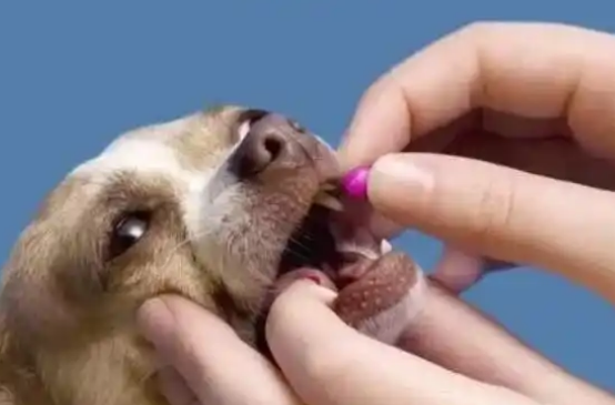 狗狗皮肤化脓了用什么药好呢