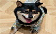狗狗每天需要多少运动啊