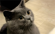 蓝猫可以喝纯牛奶吗