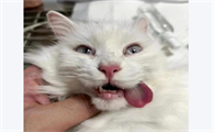 宠物猫泪痕怎么消除最有效