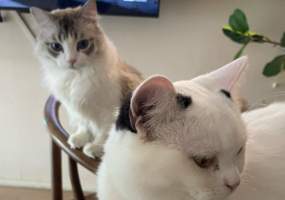 猫分娩前的征兆过程 猫分娩前的征兆过程