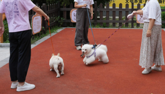 成都举办宠物主题公益活动,争当文明“铲屎官” 成都举办宠物主题公益活动,争当文明“铲屎官”