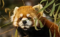 小熊猫一盒多少支