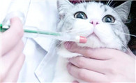 猫咪体外驱虫用什么药好