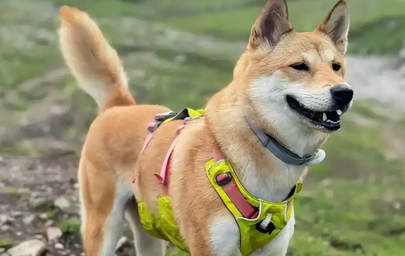 深圳宠物狗走失，竟被高速工作人员食用