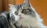 猫吃完螃蟹怎么补救