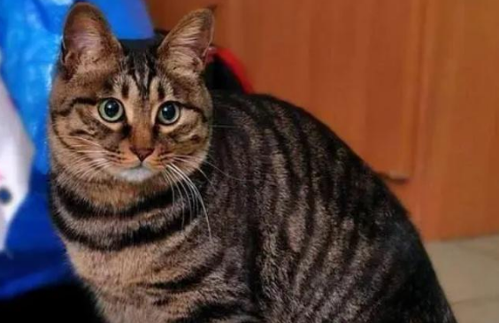 如何预测母猫大概的生产时间 如何预测母猫大概的生产时间