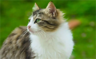 猫咪脱水后第一时间该怎么处理?