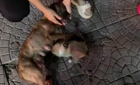 网友捡到只小狗照顾不好,又找到了它妈妈 网友捡到只小狗照顾不好,又找到了它妈妈