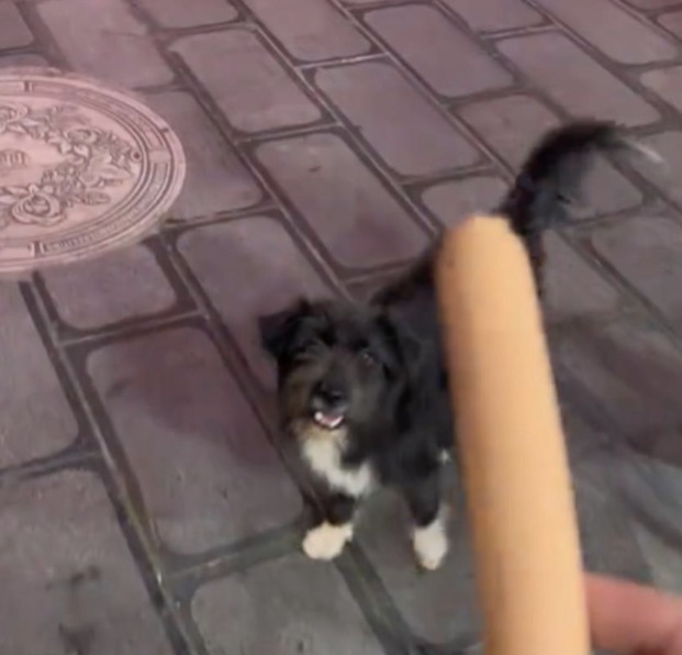 懂事的流浪狗不进入饭店里,只在门口等待投喂 懂事的流浪狗不进入饭店里,只在门口等待投喂