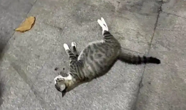 华南农大物业人员被指驱赶怀孕流浪猫致其死亡