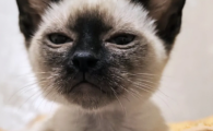 小猫呼吸急促肚子起伏没精神