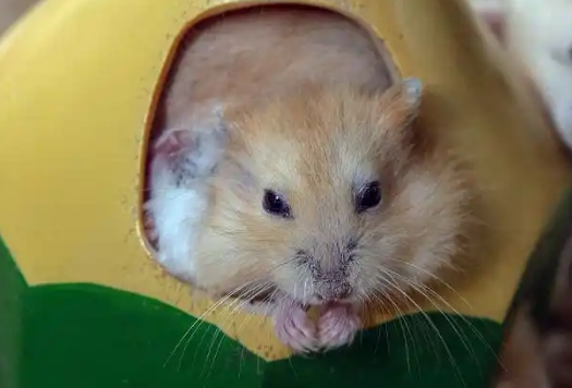 布丁仓鼠——一种非常适合家庭的宠物! 布丁仓鼠——一种非常适合家庭的宠物!