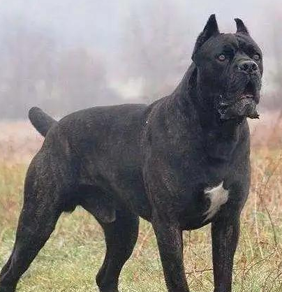 世界上排名前五的攻击型护卫犬,第一名是国人的骄傲 世界上排名前五的攻击型护卫犬,第一名是国人的骄傲