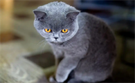 猫抽搐后走路不稳正常吗