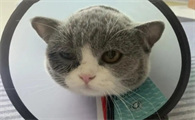 猫咪眼睛肿了怎么办才能消肿