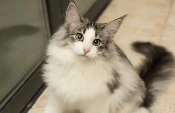 猫瘟检测阳性但无症状需要治疗吗 猫瘟检测阳性但无症状需要治疗吗