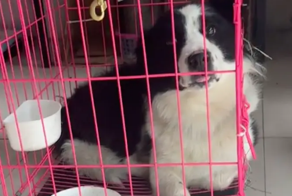 旅行捡到只流浪边牧,自驾竟遭泥石流被困! 旅行捡到只流浪边牧,自驾竟遭泥石流被困!