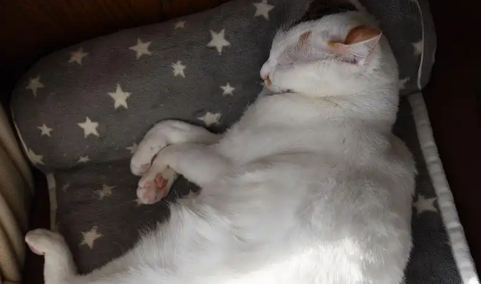猫咪快生产的前兆是什么