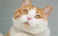 猫咪咳嗽是什么引起的