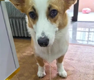 狗狗两三天吐一次是什么原因 狗狗两三天吐一次是什么原因