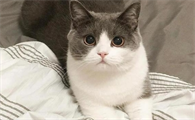 猫咪打嗝儿是怎么回事