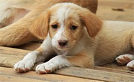 幼犬肠炎和成年犬肠炎有区别吗