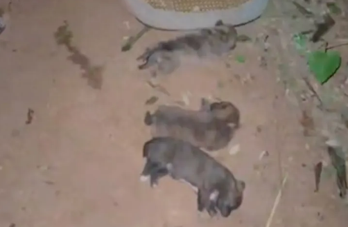 网友捡到只小狗照顾不好，又找到了它妈妈