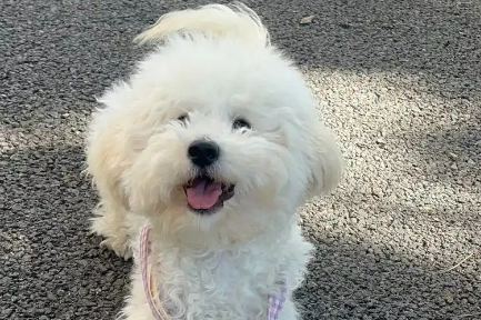 狗狗一直挠痒痒怎么回事 狗狗一直挠痒痒怎么回事