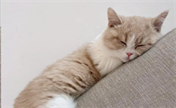 猫睡觉时流口水是什么原因