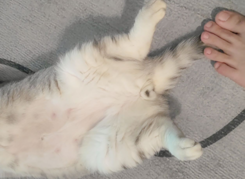 不小心踩到猫咪的尾巴有没有事