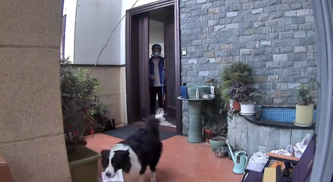 主人不在家，边牧会开门拿快递