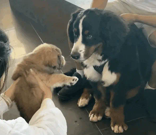 流浪三小只咖啡海报:JOJO呆萌小白酷, 小黄忧郁一扫而空! 流浪三小只咖啡海报:JOJO呆萌小白酷, 小黄忧郁一扫而空!