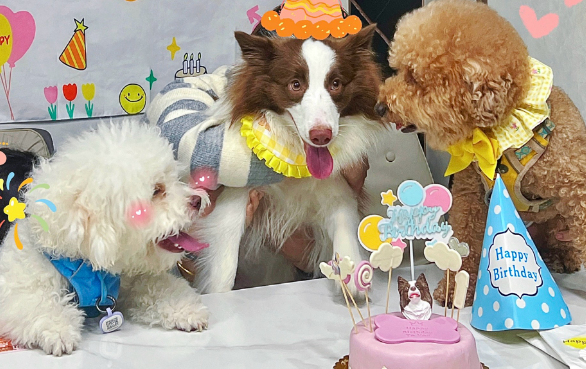 女子宠狗成瘾,花数万元为宠物办生日派对 女子宠狗成瘾,花数万元为宠物办生日派对