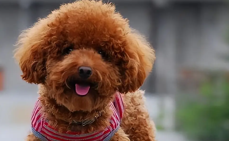 狗吃不胖的原因 狗吃不胖的原因