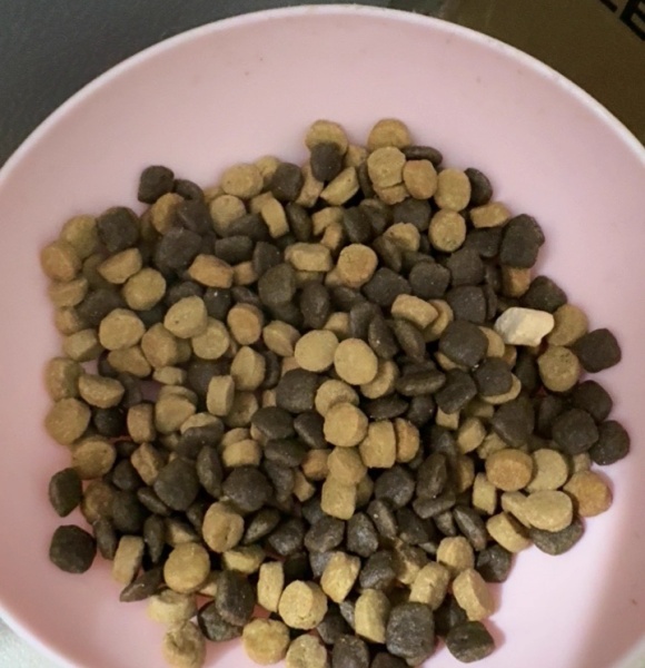 幼猫软便吃什么猫粮?我用猫乐适处方粮救回了软便小哭包 幼猫软便吃什么猫粮?我用猫乐适处方粮救回了软便小哭包
