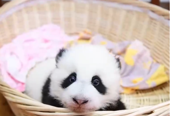 大熊猫“福宝”营业了!大家关心的问题看这里 大熊猫“福宝”营业了!大家关心的问题看这里