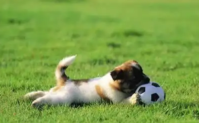 狗狗尾巴掉毛是什么原因