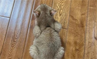 猫传腹母鸡蹲是什么样