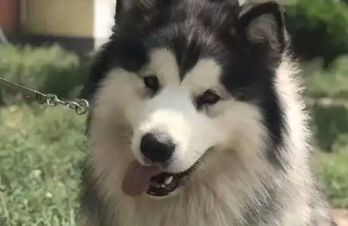 小区内充电桩漏电，两只宠物狗接连被电死！