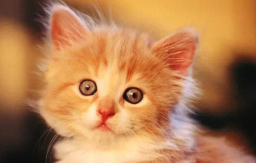 绝育期间猫咪发烧了怎么办？