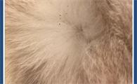 猫咪身上有跳蚤怎么处理好呢