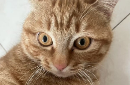 猫咪疝气需要治疗吗 猫咪疝气需要治疗吗