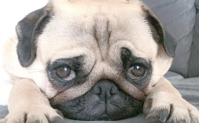 巴哥犬优点全解析:适不适合你,一看便知 巴哥犬优点全解析:适不适合你,一看便知