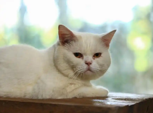 猫可以吃山竹吗
