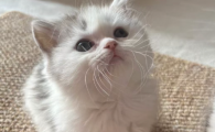 猫的后腿无力抽筋是怎么回事